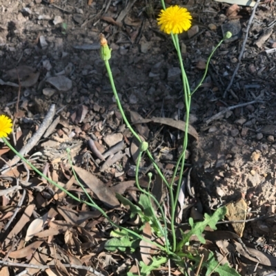 Hypochaeris radicata (Cat's Ear, Flatweed) at Gossan Hill - 20 Feb 2021 by goyenjudy