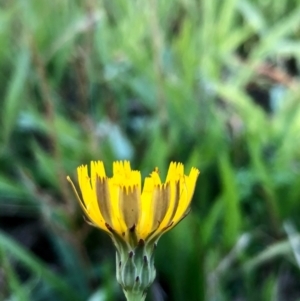 Hypochaeris radicata at Bruce, ACT - 21 Feb 2021 09:51 AM