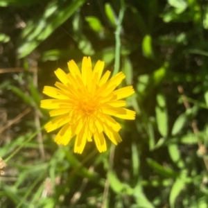 Hypochaeris radicata at Bruce, ACT - 21 Feb 2021 09:51 AM