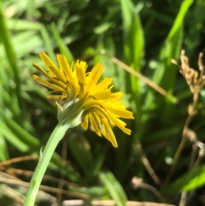 Hypochaeris radicata at Bruce, ACT - 21 Feb 2021