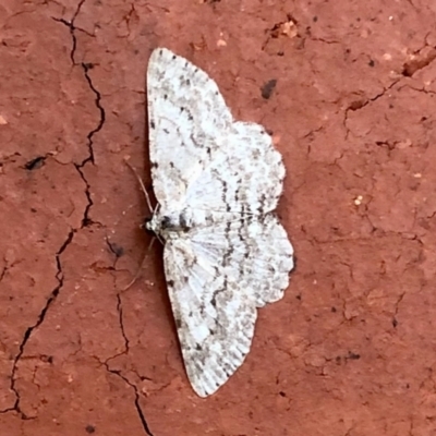 Psilosticha absorpta (Fine-waved Bark Moth) at Aranda, ACT - 21 Feb 2021 by KMcCue
