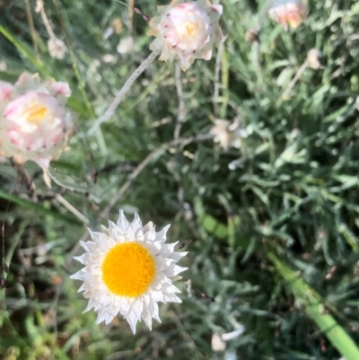 Leucochrysum albicans subsp. tricolor (Hoary Sunray) at Gossan Hill - 20 Feb 2021 by goyenjudy