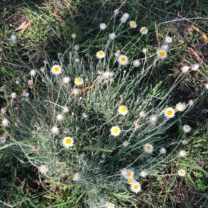 Leucochrysum albicans subsp. tricolor at Bruce, ACT - 21 Feb 2021 10:15 AM