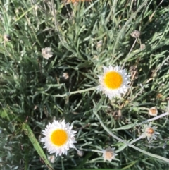 Leucochrysum albicans subsp. tricolor at Bruce, ACT - 21 Feb 2021 10:15 AM