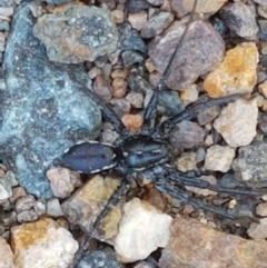 Unidentified Spider (Araneae) at Uriarra Village, ACT - 20 Feb 2021 by trevorpreston