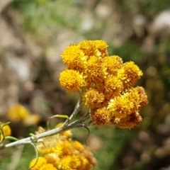 Chrysocephalum semipapposum (Clustered Everlasting) at Coree, ACT - 21 Feb 2021 by trevorpreston