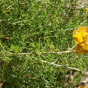 Chrysocephalum semipapposum at Coree, ACT - 21 Feb 2021