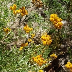 Chrysocephalum semipapposum at Coree, ACT - 21 Feb 2021