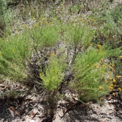 Chrysocephalum semipapposum at Coree, ACT - 21 Feb 2021