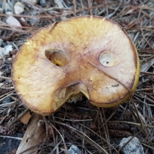 Suillus sp. at Coree, ACT - 21 Feb 2021 11:00 AM