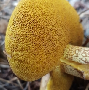 Suillus sp. at Coree, ACT - 21 Feb 2021 11:00 AM