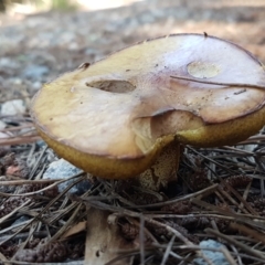 Suillus sp. at Coree, ACT - 21 Feb 2021 11:00 AM