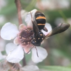 Lasioglossum (Australictus) peraustrale (Halictid bee) at ANBG - 20 Feb 2021 by PeterA