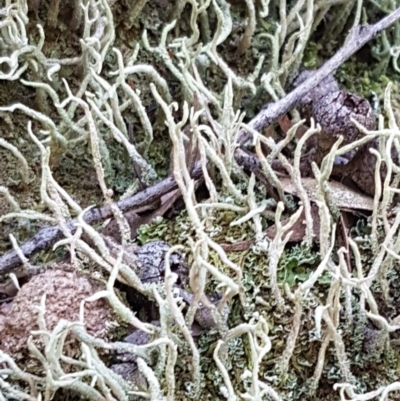 Cladonia sp. (genus) (Cup Lichen) at Sherwood Forest - 21 Feb 2021 by tpreston