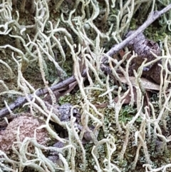 Cladonia sp. (Cup Lichen) at Sherwood Forest - 21 Feb 2021 by tpreston