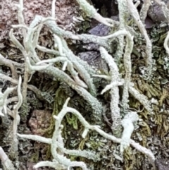 Cladonia sp. (genus) at Coree, ACT - 21 Feb 2021 11:17 AM