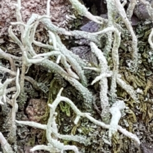 Cladonia sp. (genus) at Coree, ACT - 21 Feb 2021 11:17 AM