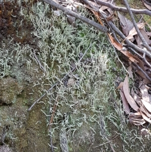 Cladonia sp. (genus) at Coree, ACT - 21 Feb 2021
