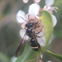 Lasioglossum (Australictus) tertium (Halictid bee) at ANBG - 20 Feb 2021 by PeterA