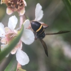 Lasioglossum (Australictus) tertium at Acton, ACT - 20 Feb 2021