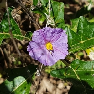 Solanum cinereum at Coree, ACT - 21 Feb 2021