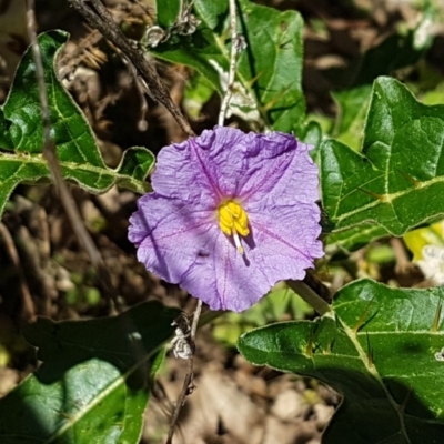 Solanum cinereum (Narrawa Burr) at Coree, ACT - 21 Feb 2021 by tpreston