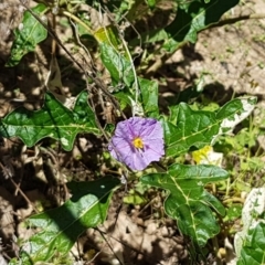 Solanum cinereum at Coree, ACT - 21 Feb 2021