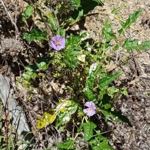 Solanum cinereum at Coree, ACT - 21 Feb 2021