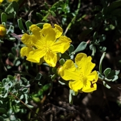 Hibbertia obtusifolia (Grey Guinea-flower) at Sherwood Forest - 21 Feb 2021 by tpreston