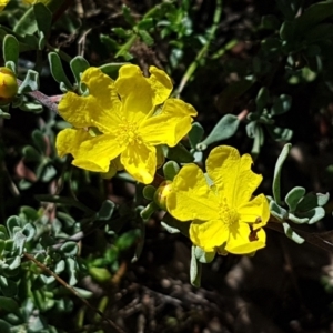 Hibbertia obtusifolia at Coree, ACT - 21 Feb 2021