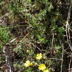 Hibbertia obtusifolia at Coree, ACT - 21 Feb 2021