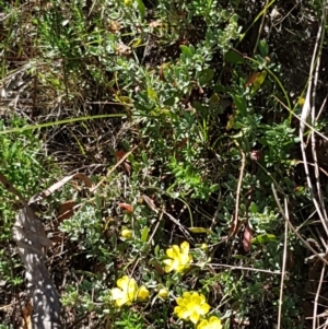 Hibbertia obtusifolia at Coree, ACT - 21 Feb 2021 11:29 AM