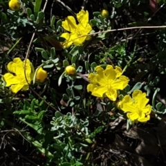 Hibbertia obtusifolia at Coree, ACT - 21 Feb 2021 11:29 AM