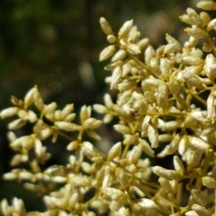 Cassinia quinquefaria (Rosemary Cassinia) at Coree, ACT - 21 Feb 2021 by tpreston