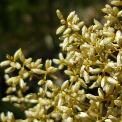 Cassinia quinquefaria (Rosemary Cassinia) at Coree, ACT - 21 Feb 2021 by trevorpreston
