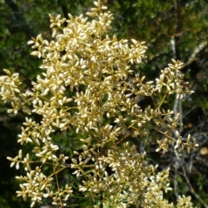 Cassinia quinquefaria at Coree, ACT - 21 Feb 2021 11:39 AM