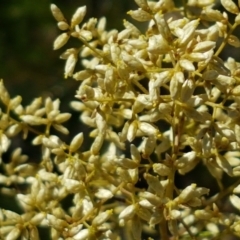 Cassinia quinquefaria at Coree, ACT - 21 Feb 2021 11:39 AM