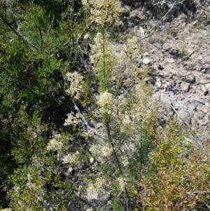 Cassinia quinquefaria at Coree, ACT - 21 Feb 2021 11:39 AM