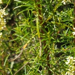 Cassinia quinquefaria at Coree, ACT - 21 Feb 2021