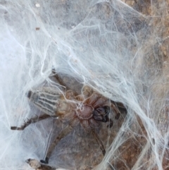 Unidentified Other hunting spider at Uriarra Village, ACT - 21 Feb 2021 by trevorpreston
