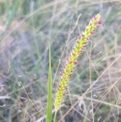 Setaria (genus) (Pigeon Grass) at Coree, ACT - 21 Feb 2021 by trevorpreston
