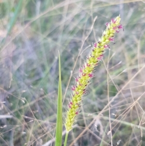 Setaria sp. at Coree, ACT - 21 Feb 2021