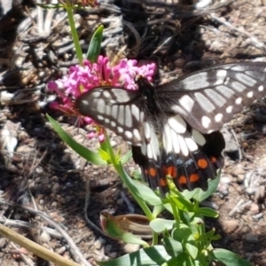 Papilio anactus at Holt, ACT - suppressed