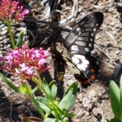 Papilio anactus at Holt, ACT - 21 Feb 2021