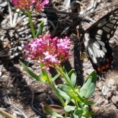 Papilio anactus at Holt, ACT - suppressed