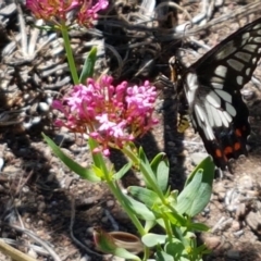 Papilio anactus at Holt, ACT - 21 Feb 2021