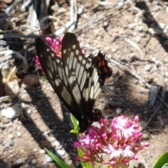 Papilio anactus at Holt, ACT - suppressed