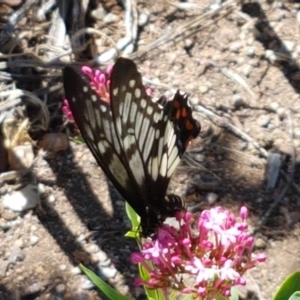 Papilio anactus at Holt, ACT - 21 Feb 2021