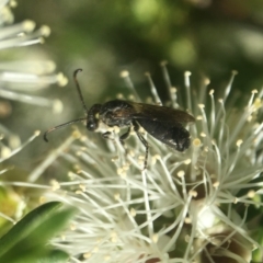 Euryglossa ephippiata (Saddleback Euryglossine Bee) at Acton, ACT - 14 Nov 2020 by PeterA