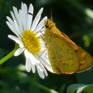 Ocybadistes walkeri at Holt, ACT - 21 Feb 2021